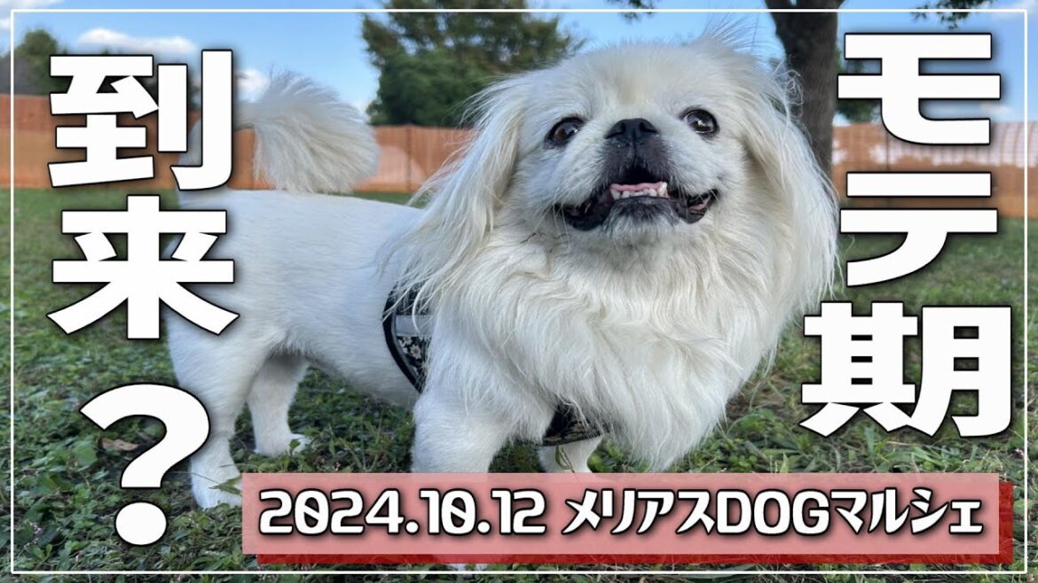 【ドッグイベント】ペキニーズRinにモテ期が来た❓