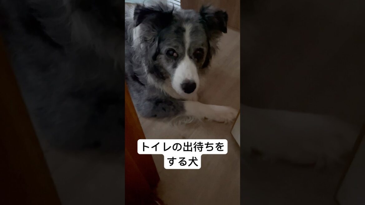 飼い主のトイレを出待ちするボーダーコリー #犬 #犬動画 #癒し #癒し動画 #おすすめ #ボーダーコリーのそら #犬のいる生活 #犬好きと繋がりたい #ショートドラマ #animal