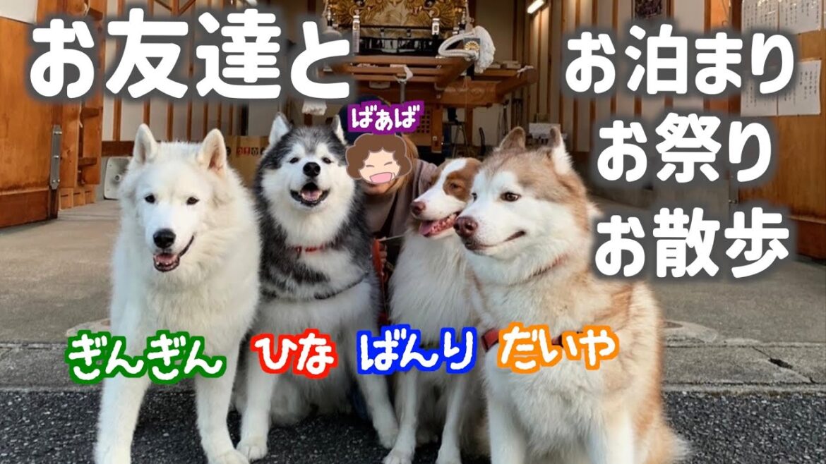 お友達が泊まりにきた【ハスキー＆オーストラリアンシェパード】