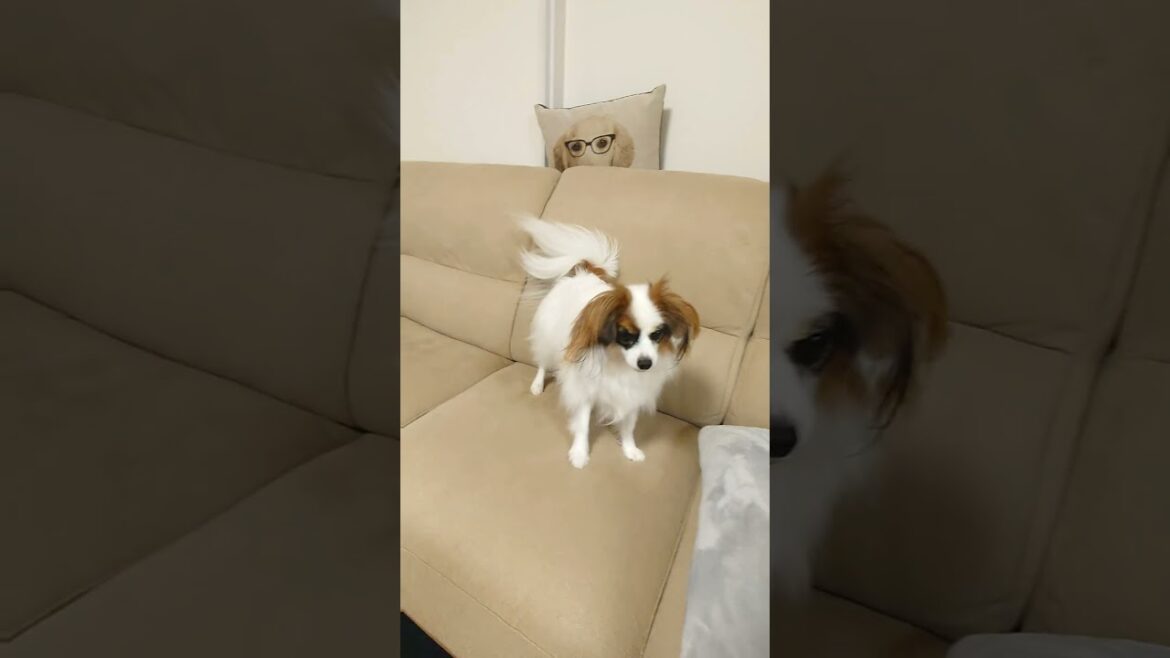 キャッチが下手な犬が可愛い💛 #キャッチが苦手 #パピヨン #可愛い犬