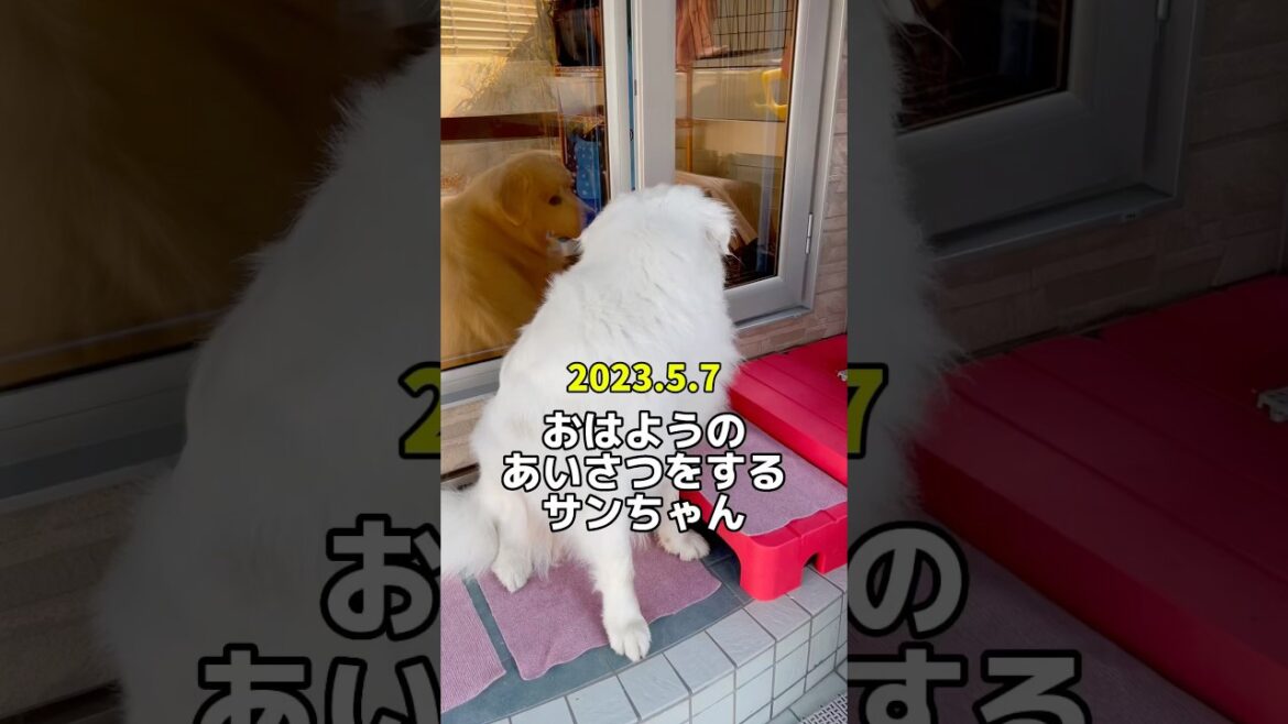 👧なっちゃんアフレコ日記🐻‍❄️一歳　　　#グレートピレニーズ #greatpyrenees#癒し動画