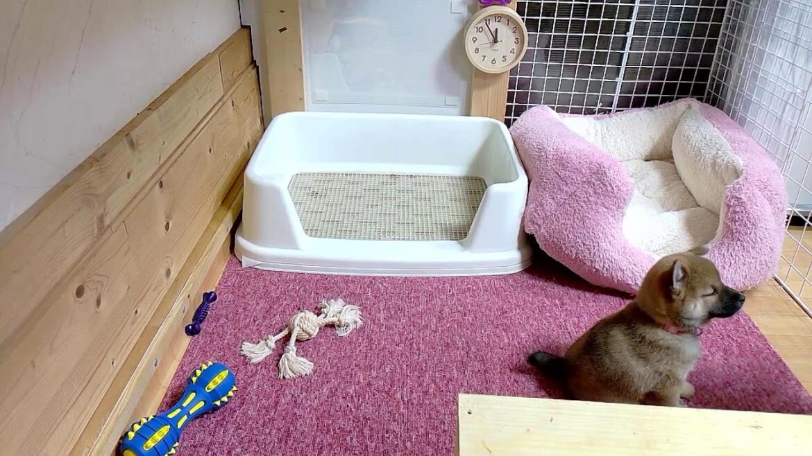 柴犬なつ！子育て生配信【生後43日】次女そらが横の柵を登るようになりましした！？