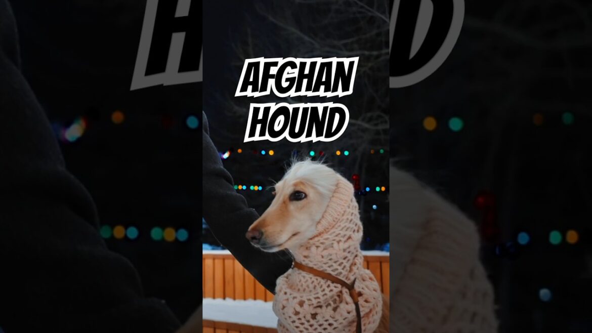 Afghan Hound - One of The Oldest Dog Breeds. #doglover #dog #educational