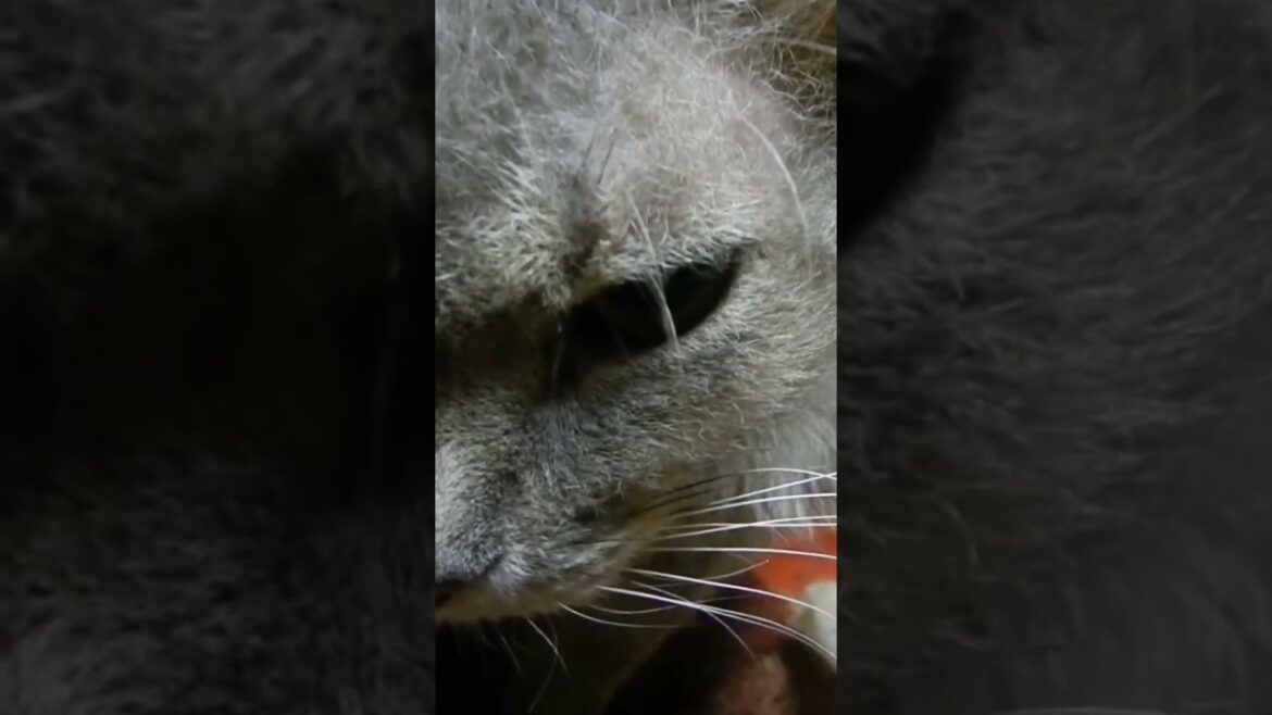 ラパーマのテオフィル