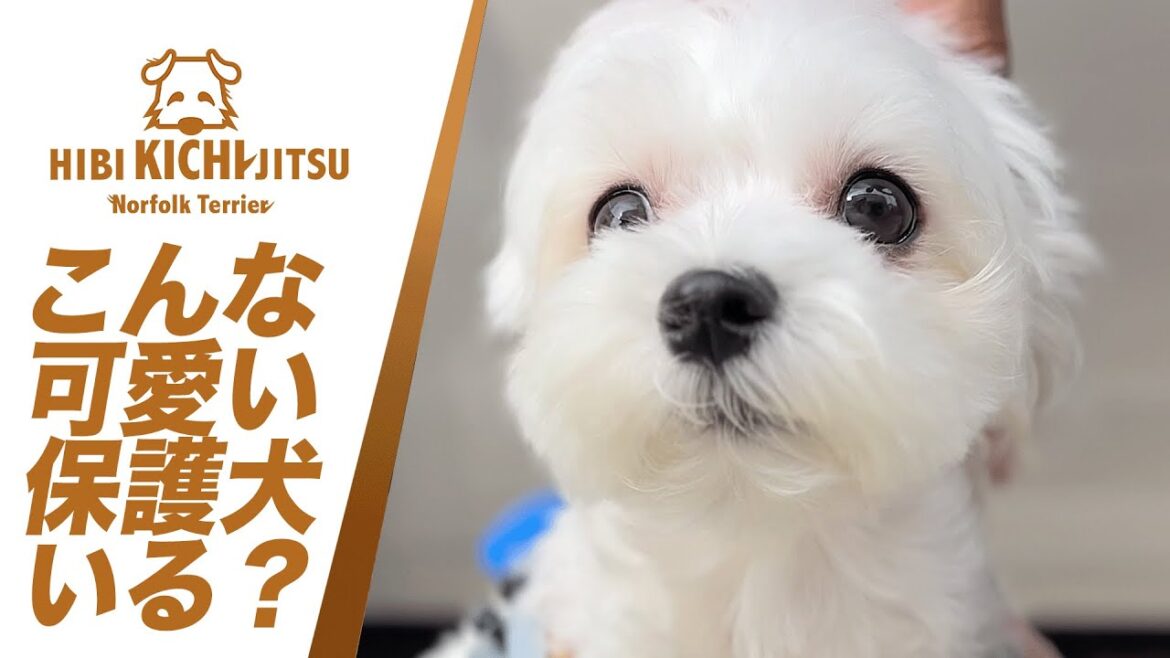 愛犬キチ　可愛い保護犬「ちょも」と出会う【 ノーフォークテリア norfolkterrier 保護犬 rescueddog 】