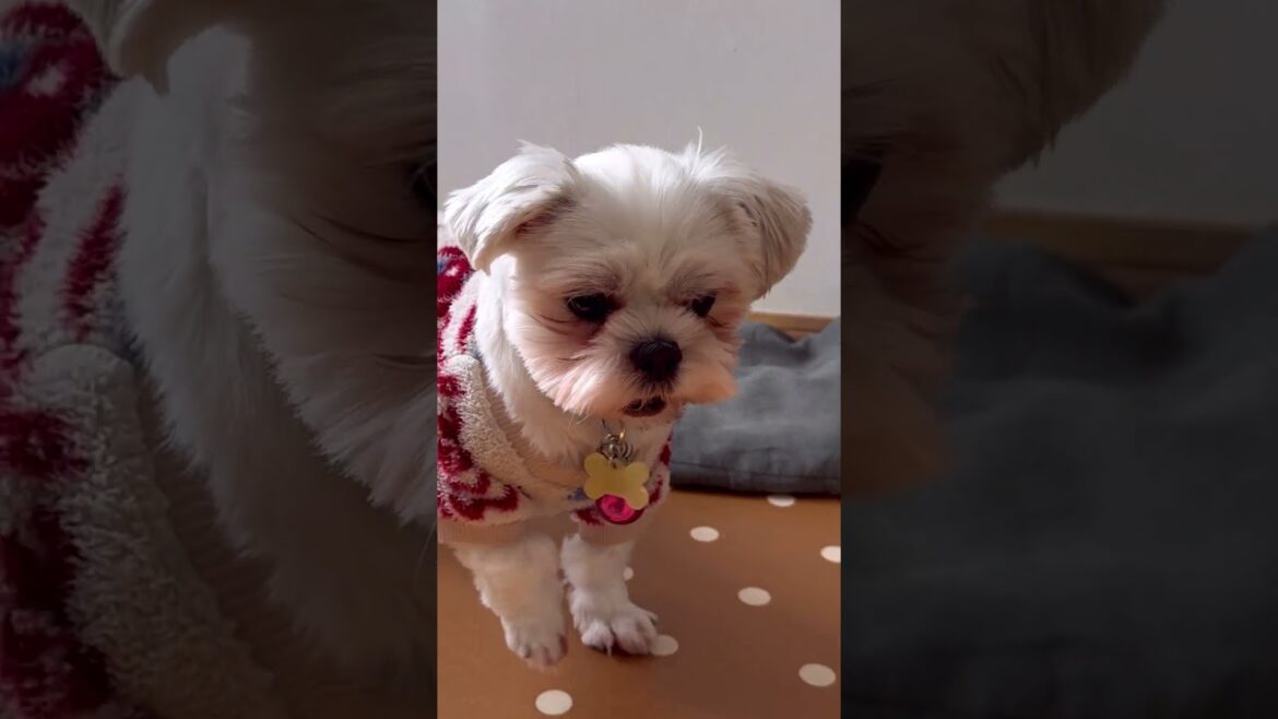 愛犬のご機嫌が悪い理由🐶#シーズー #いぬ #犬 #マルシーズー #マルチーズ #わんこ