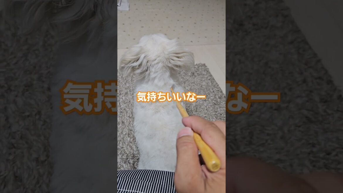 マルシーズーくるみちゃん　#シーズー　#マルチーズ　#孫の手　#痒い