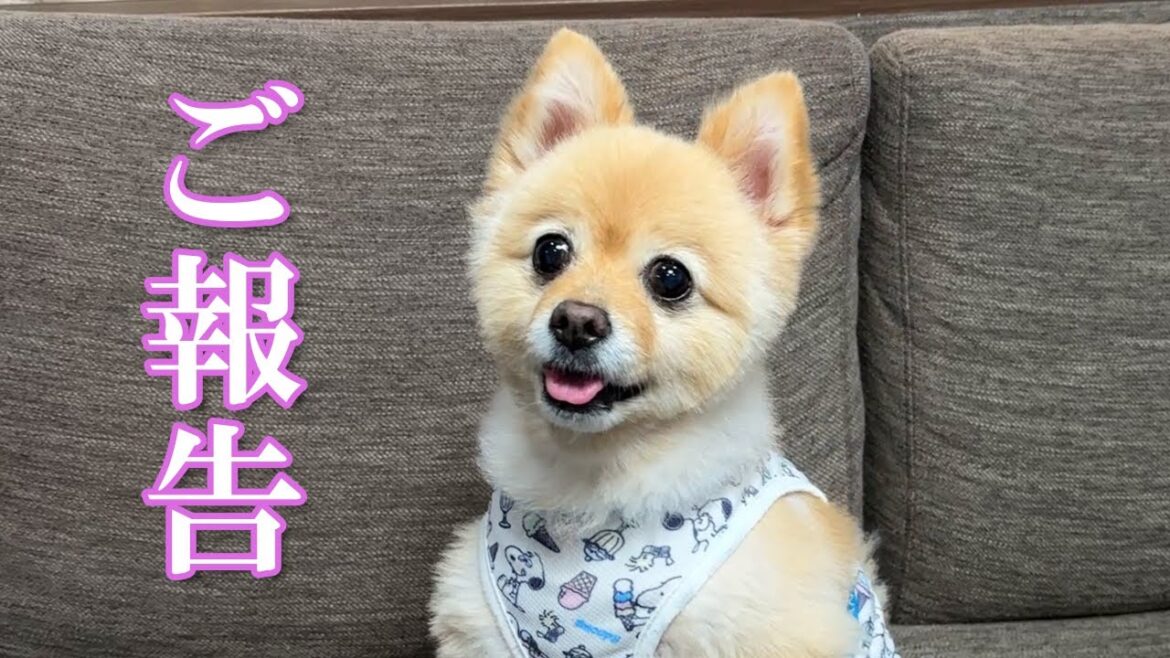 【ご報告】視聴者の皆様に嬉しいご報告があります！