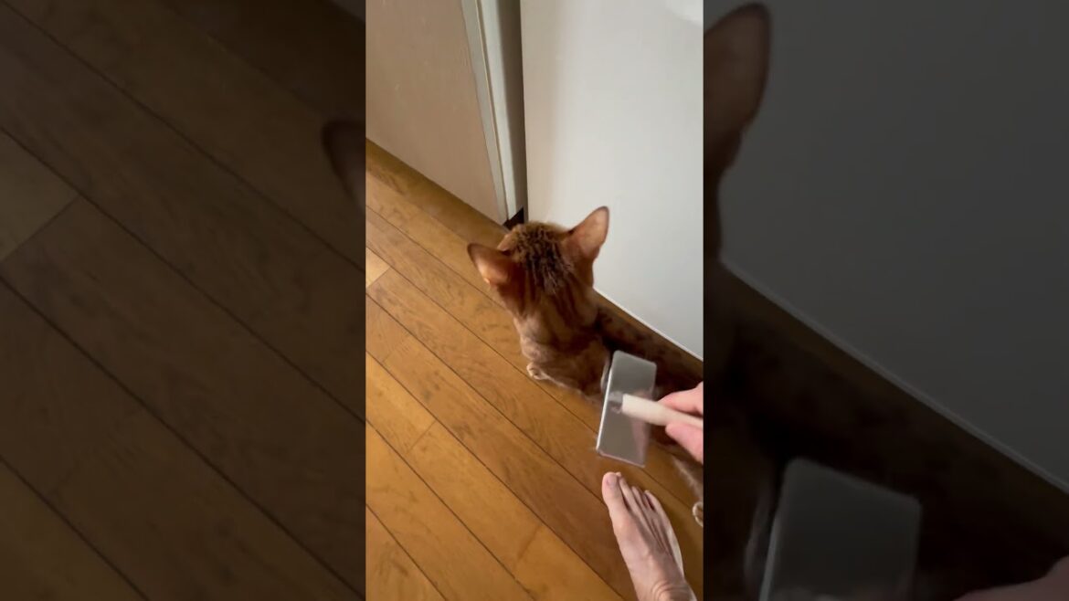 ブラッシングから逃げられる #shorts