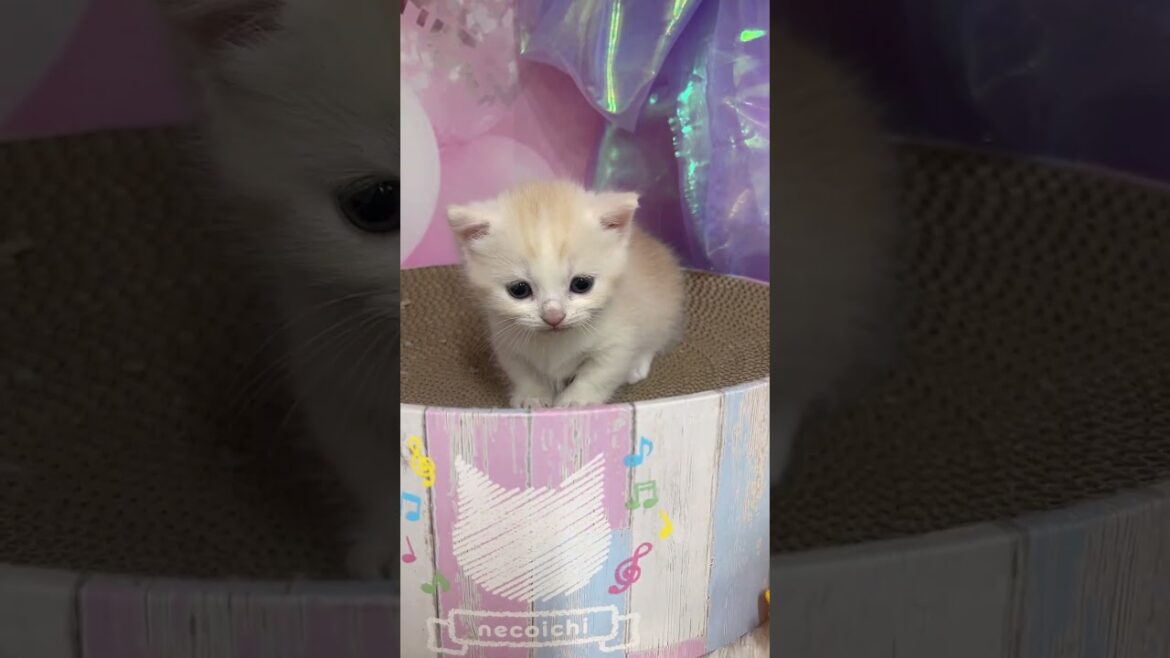 【極短足マンチカン】2024年9月21日生まれ♡女の子 #cat #kitten #かわいい子猫 #子猫  #cute #猫好きさんと繋がりたい #マンチカン #子猫ブリーダー #マンチカンブリーダー