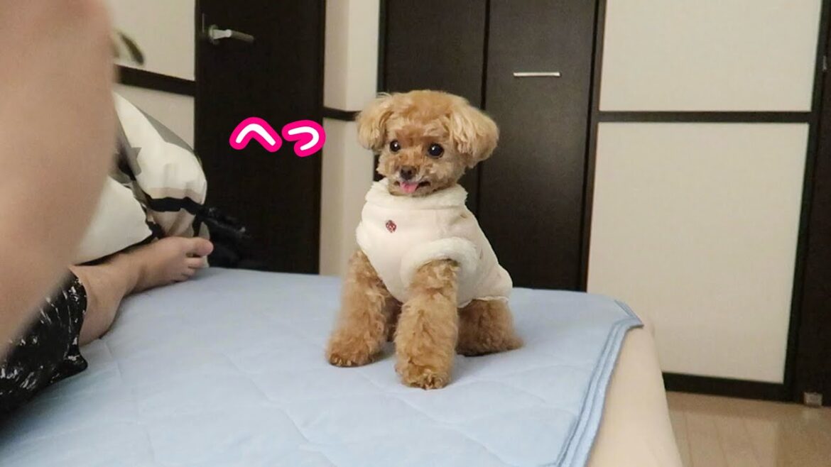 大好物も一筋縄では食べない犬の葛藤がかわいいｗ【トイプードルのコロン】
