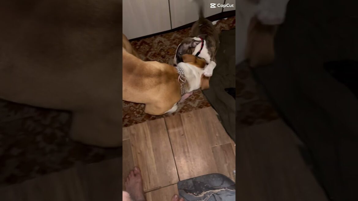 #алтайскийкрай #amstaff #минибультерьер #pitbull #amstaffbutch #puppy #diy #staffy #funny #staffie