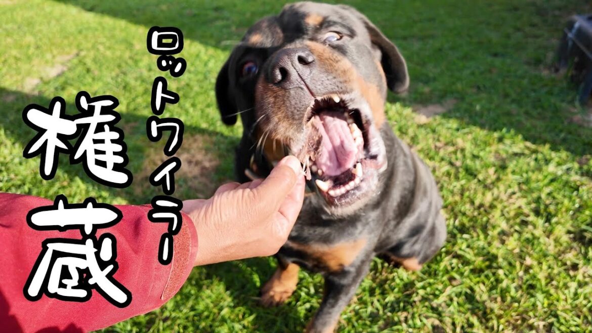保健所の職員を襲ったロットワイラー権蔵くんYouTuberを目指す👍