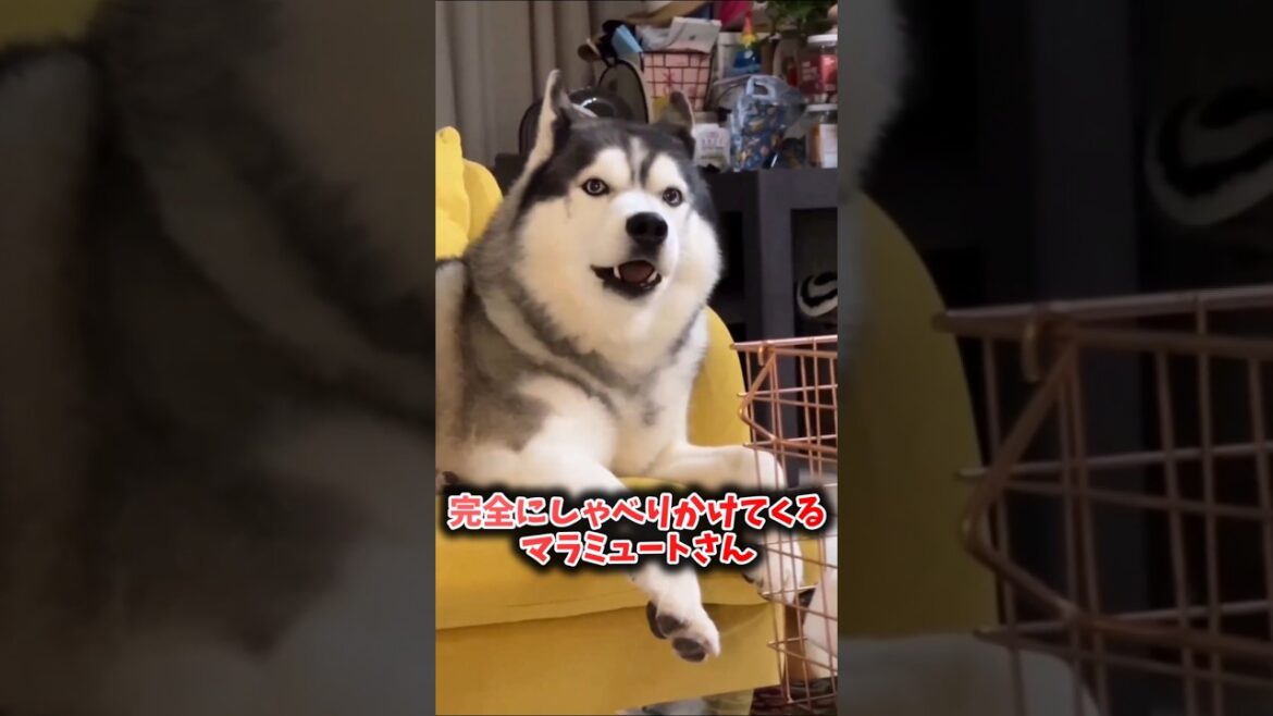 アラスカンマラミュート見て癒されたら寝ろwww #動物 #イヌ #アラスカンマラミュート アラスカンマラミュート見て癒されたら寝ろwww #動物 #イヌ #アラスカンマラミュート