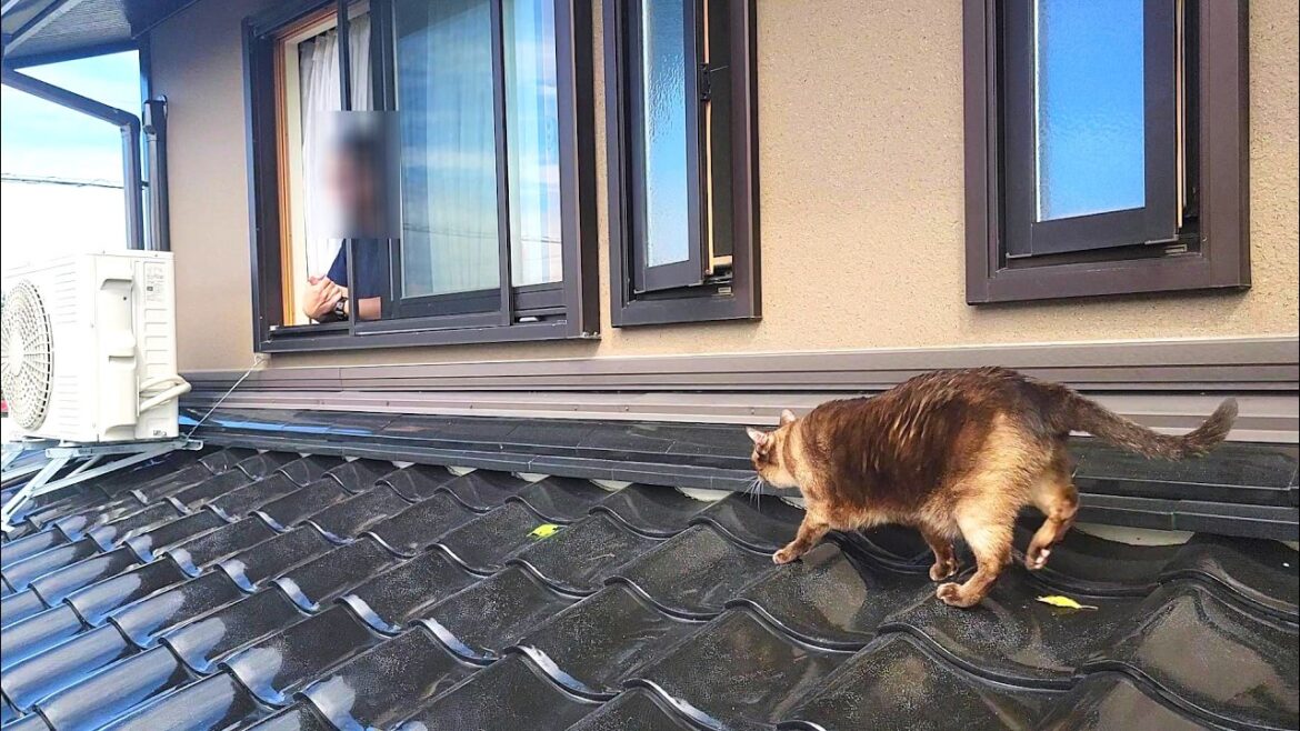 外から中々戻ってくれないシャム猫を窓から呼んだら🐦🛫