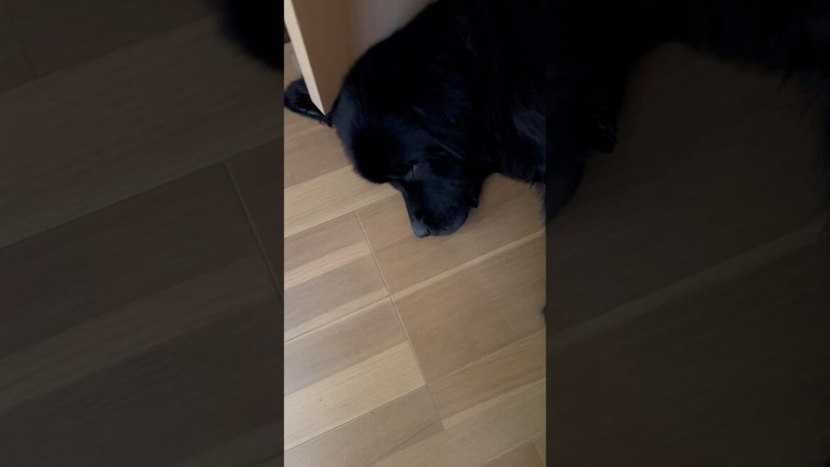 退かない犬vsパパ 超大型犬 ニューファンドランド ボス君 爆睡 大型犬 多頭飼育 渡辺ボス  可愛い 優しい 大きい もふもふ わんこ グレートデン レイク 保護猫 暮らし