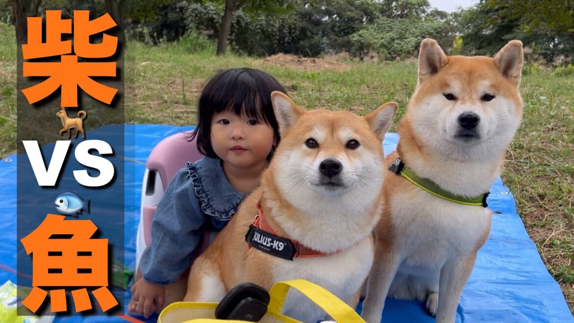 初釣りで、魚からアタックされ文句が止まらない柴犬と興奮する１歳児