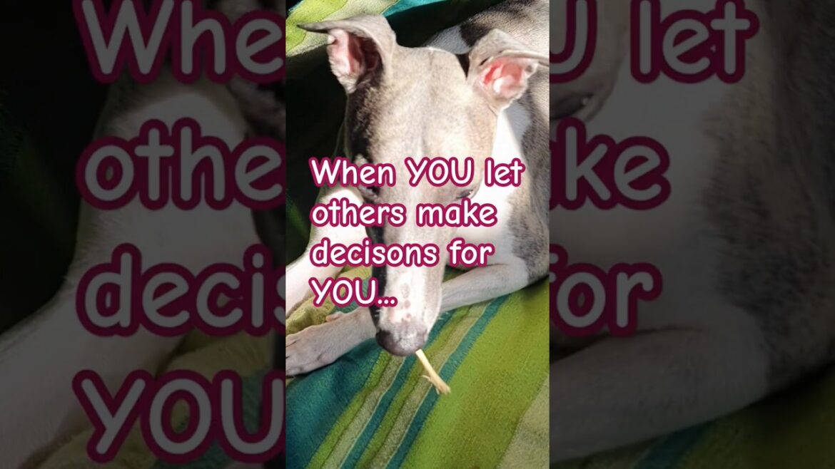 Flash Dog Wisdom #16 Flash Dog Wisdom #16