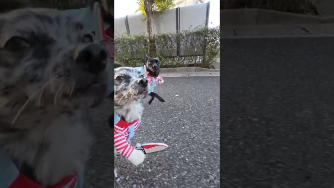 二足歩行なハロウィン散歩　#すみぞ #チワワ #スキッパーキ #ミックス犬 #チャッキー