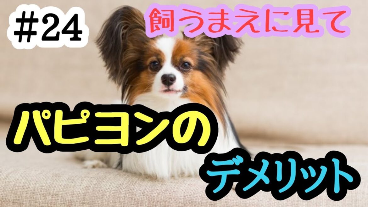 ＃24飼うまえに見て‼️パピヨンのデメリット