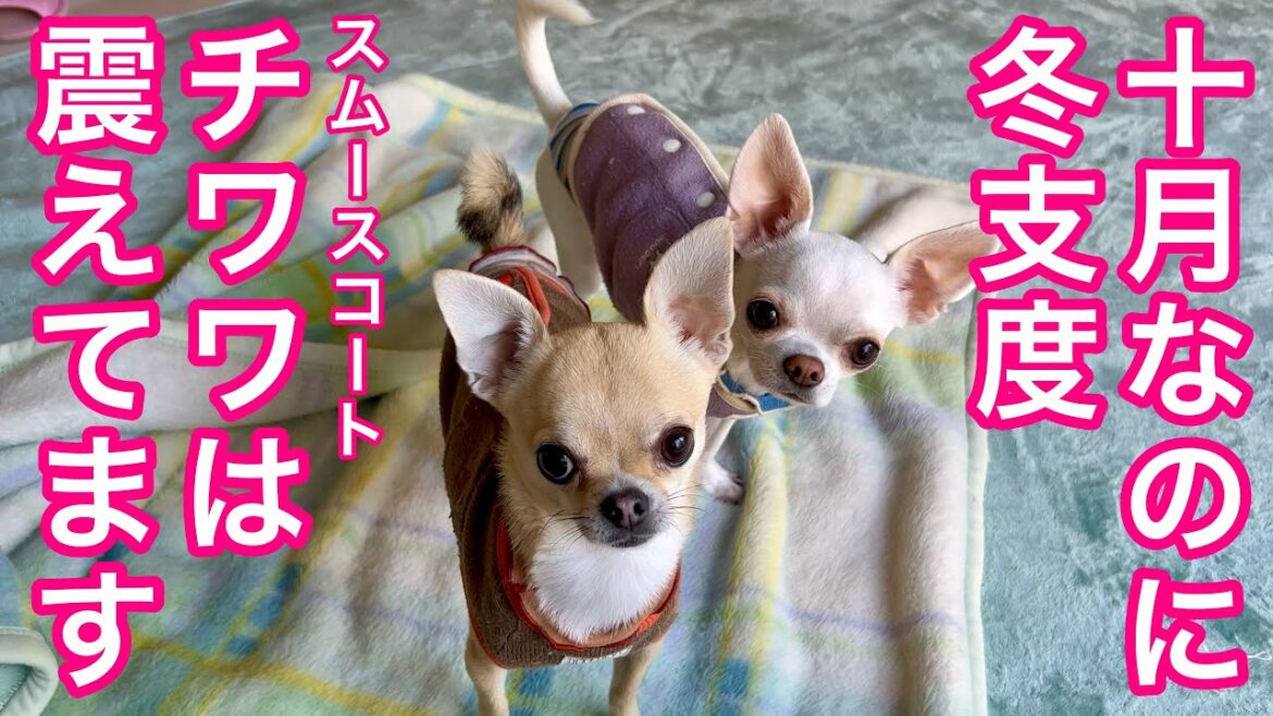 １０月で寒さで震えるスムースコートチワワ【多頭飼いスムチーず】