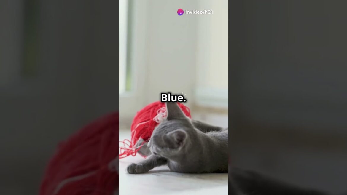 Find Your Purrfect Cat Breed! 🐱  #pet #pets #catcat #cat #animals