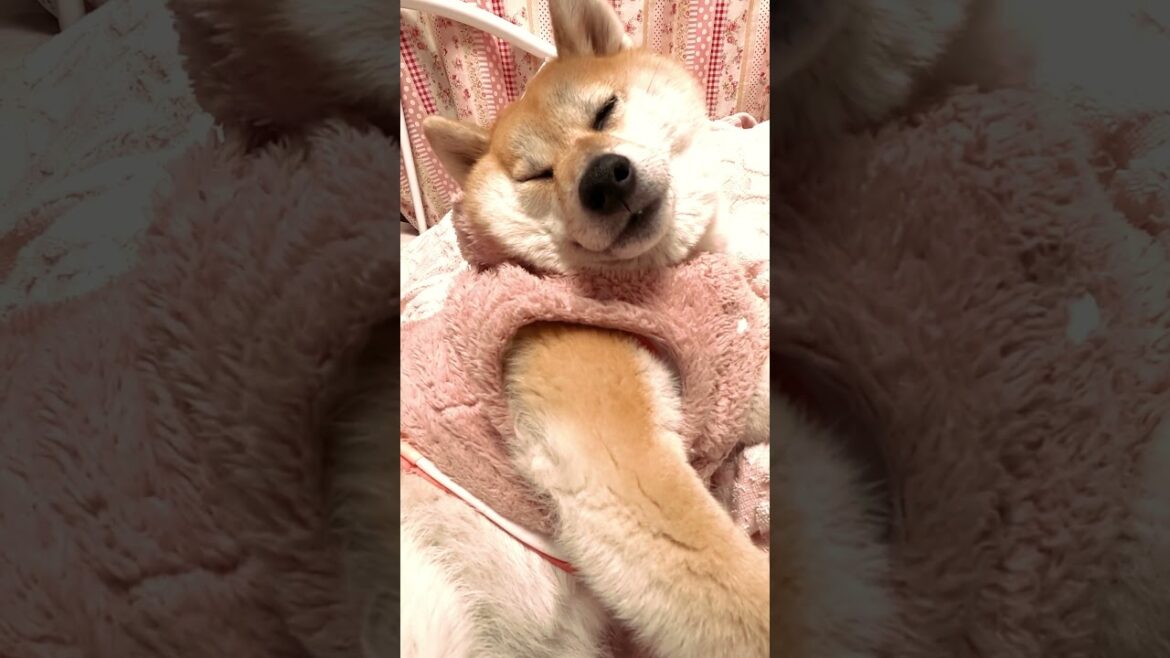 【介助犬るな】3月の柴犬るなちゃん