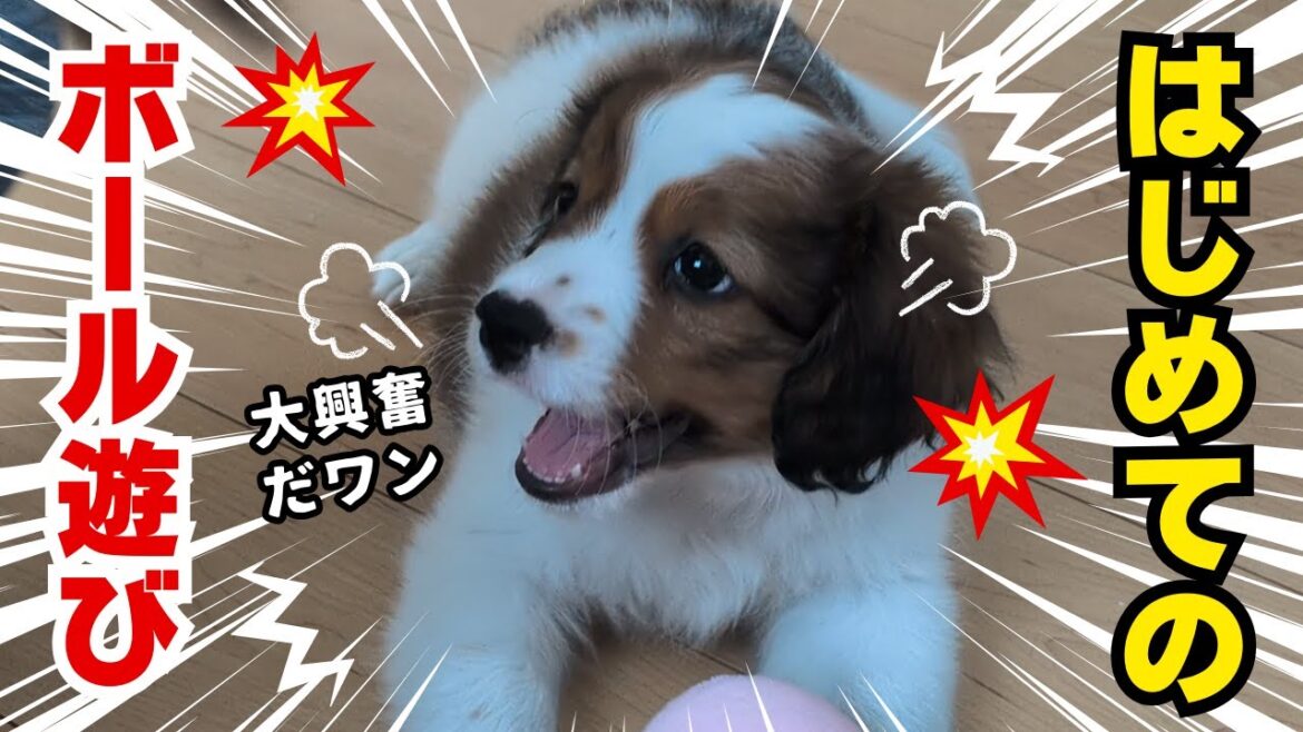 #3 コイケルホンディエ、初のボール遊び #puppy #コーイケルホンディエ #コイケル #癒し #可愛い #犬のいる生活 #仔犬