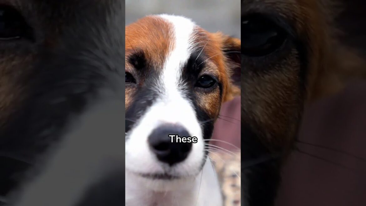 Jack Russell Terrier Uncovered: Must Know Facts! #shorts #dog #doglover #shortvideo