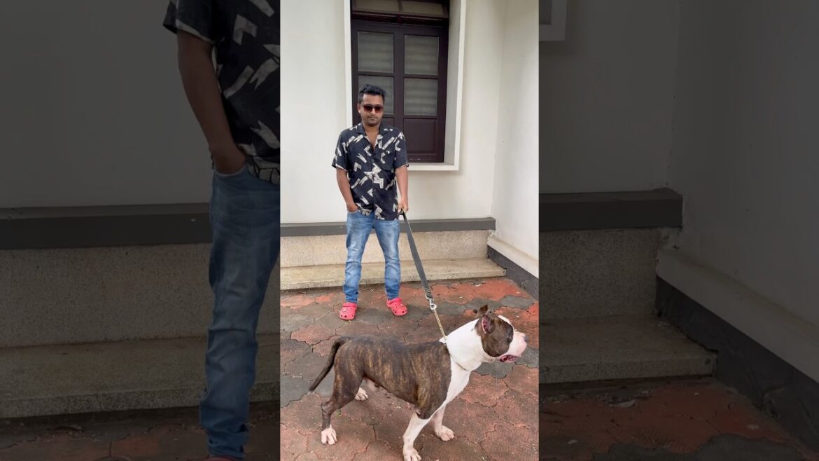 With my Toro jr the amstaff #pets #amstaff