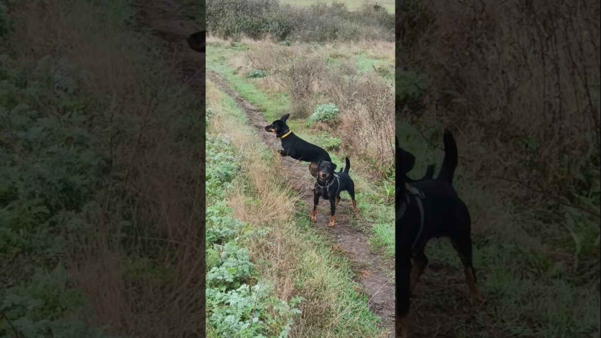 ⚡Рубик⚡Гроза⚡баловство ягдтерьер немецкий охотничий терьер гончая german hunting terrier jagdterrier