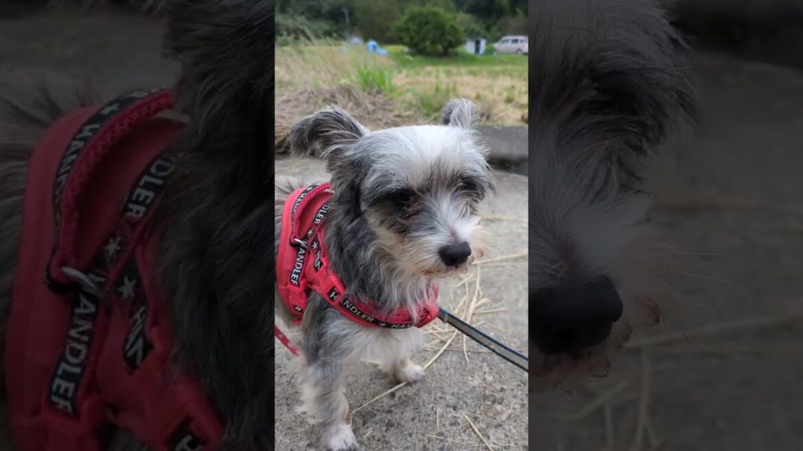 チャイニーズクレステッドドッグ パフタイプの女の子　体重約5.5kg