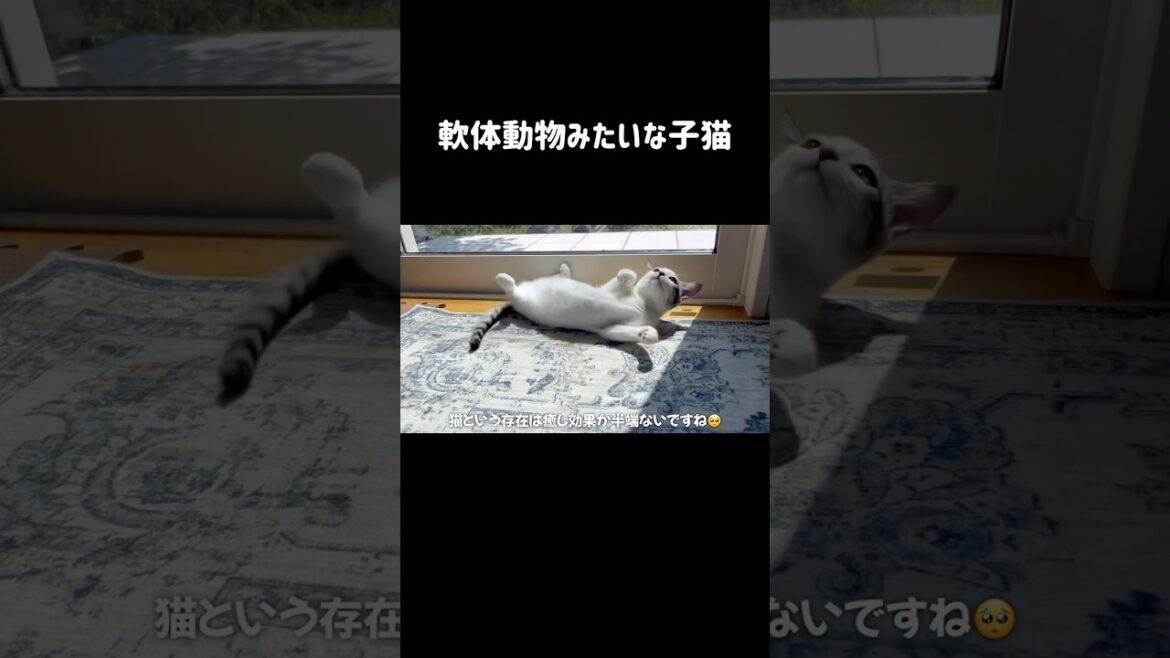 軟体動物みたいな子猫 #シベリアンハスキー #ハスキー #子猫