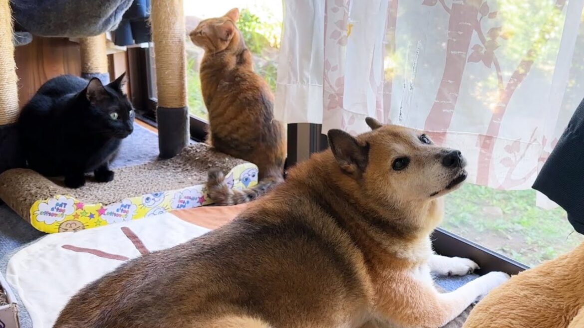 猫たちの柴犬ママがいなくなり柴犬パパに変化が生まれました！