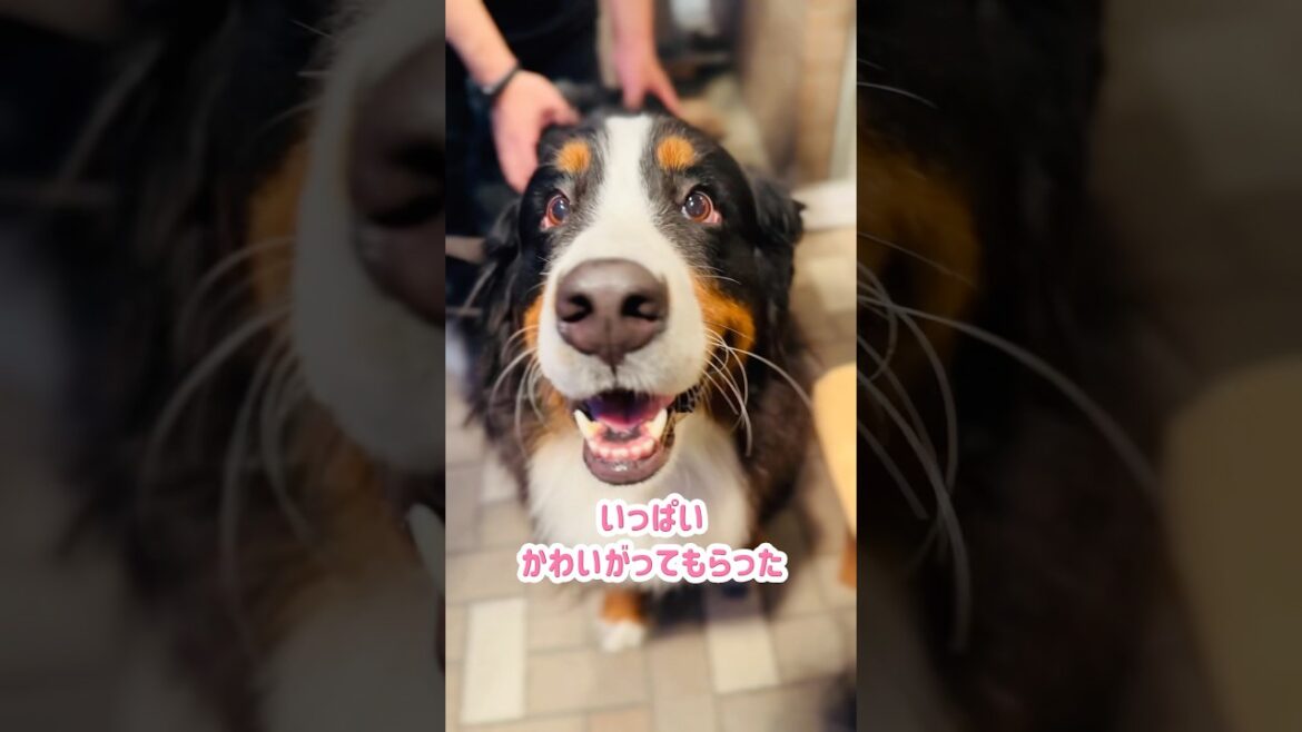 嬉しすぎてゴロン！カフェでひっくり返るバーニーズ