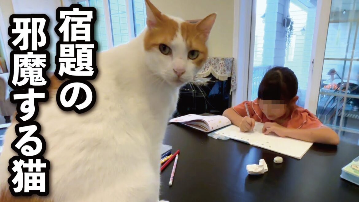 【甘えんぼ猫】宿題が終わるのを待てません…娘と遊びたい超絶かまってな猫はこちらです