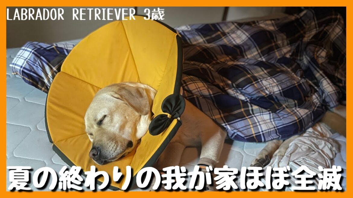 【ラブラドールレトリーバー】夏の終わりの我が家ほぼ全滅！季節の変わり目は色々ありますね