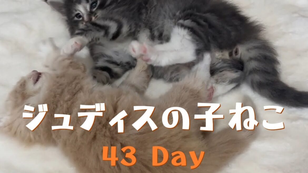 ノルウェージャンフォレストキャット ジュディスの子猫 43日目