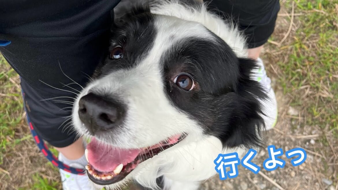 ソラ家みんなでのんびり散歩 #ボーダーコリー #dog