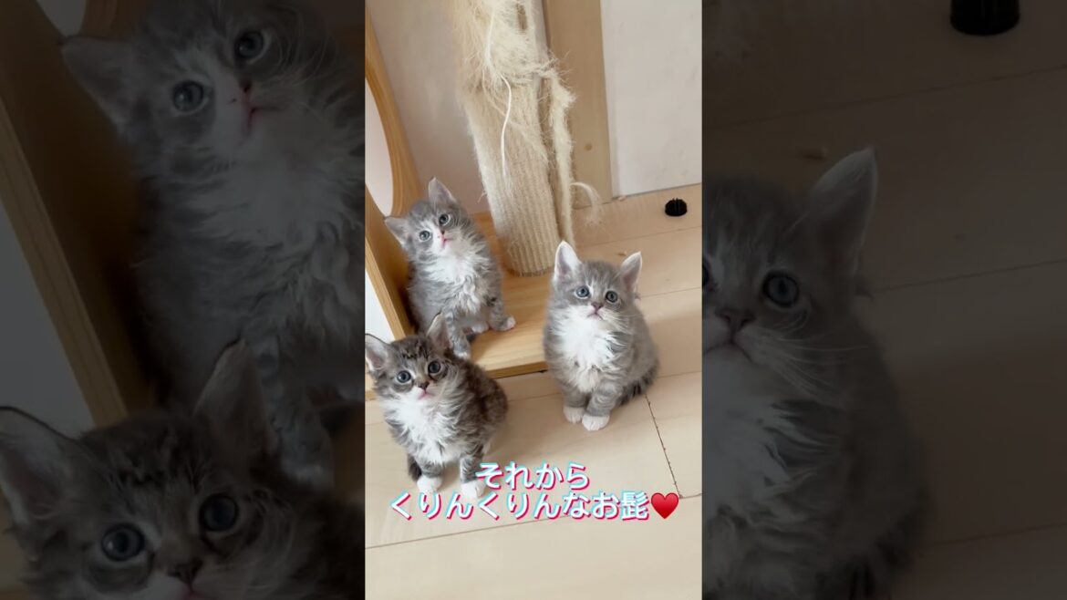 巻き毛の珍しい子猫ちゃん♥️ 【お問合せ詳細は説明欄に記載あります】 #ラパーマ #マンチカン #子猫 #猫 #ブリーダー直販 #ミヌエット #猫のいる暮らし #子猫販売 #猫動画