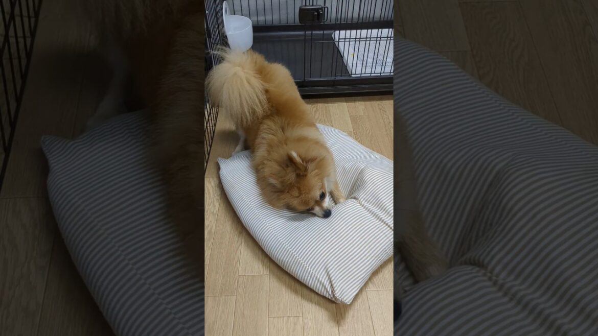 全力で掘るポメラニアン#shorts #ポメラニアン #pomeranian