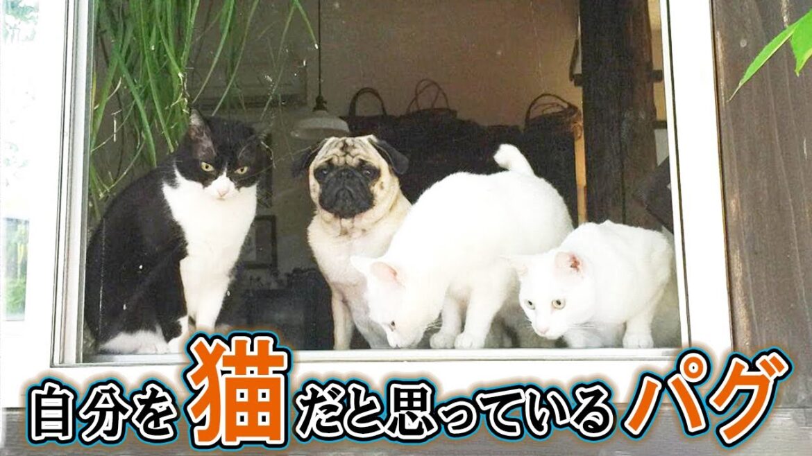 猫に憧れて猫のように生活するパグ