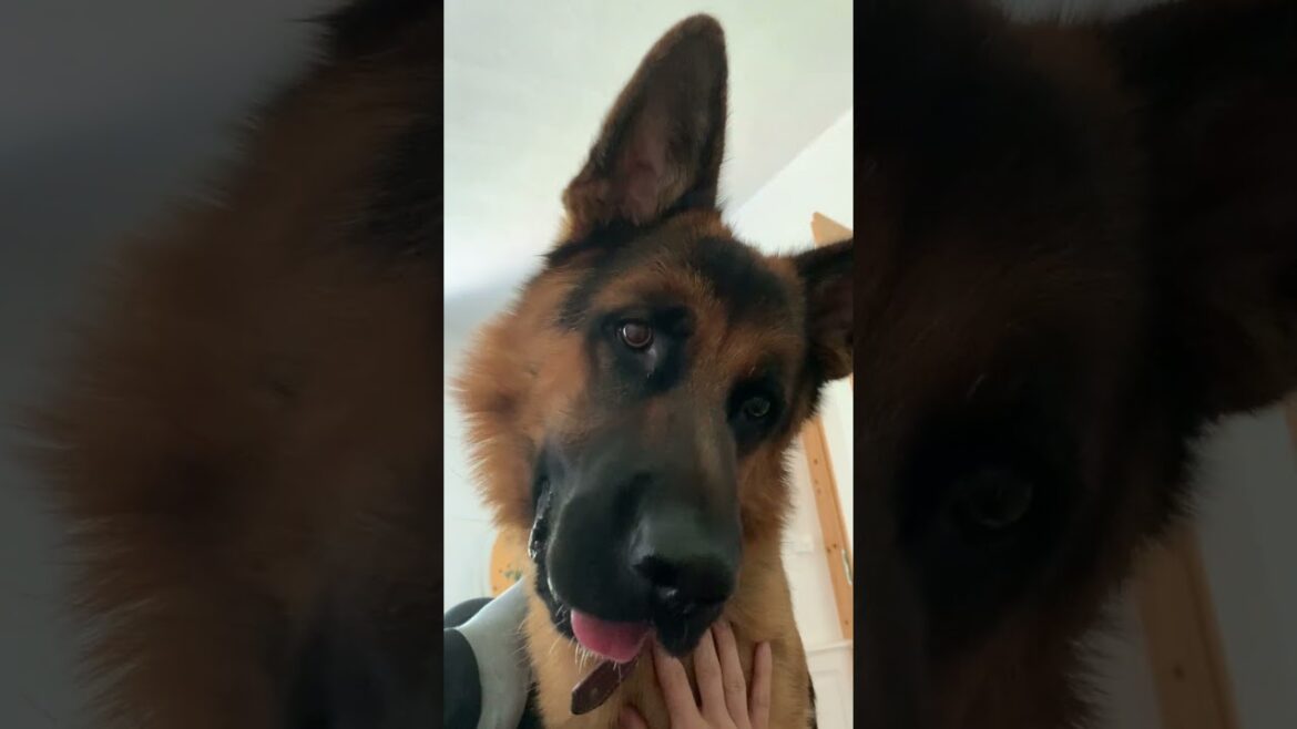 Mr.Spock - German Shepherd #germanshepherd
