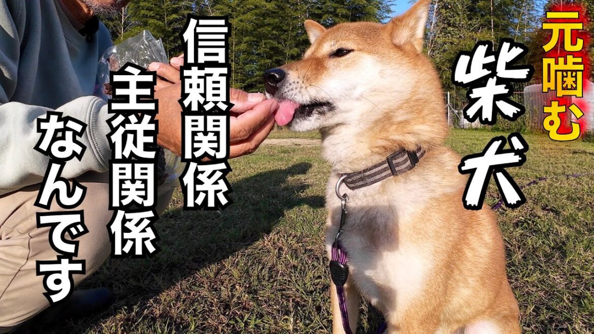 家族全員に噛み付き触れなくなった柴犬の現在