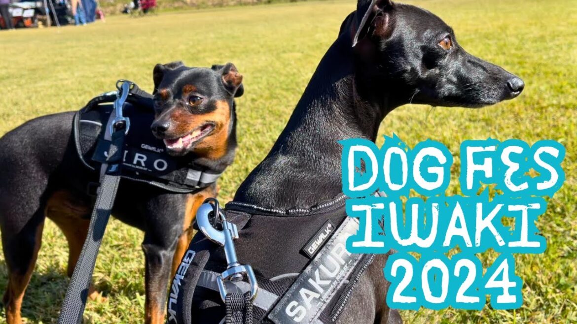 今年もドッグフェスいわきに行ってきました【ミニピン】【イタグレ】