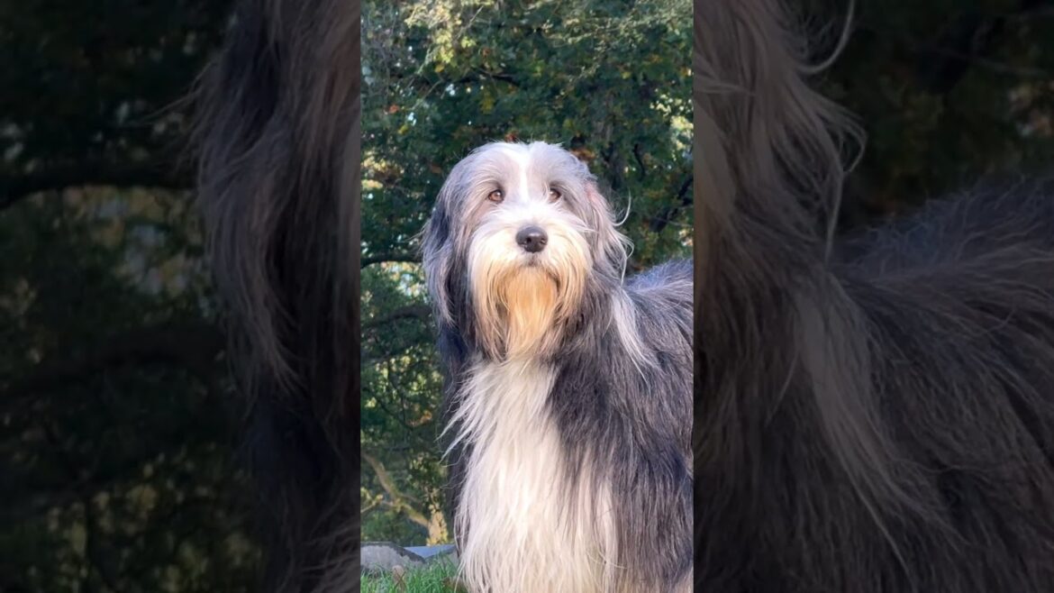 🐕I know I’m biased, but …😍  #beardedcollie #cutedog #shorts #dogshorts