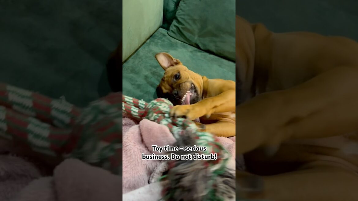 Staffy Puppy Focused on His Toy Like It’s Serious Business! #shorts