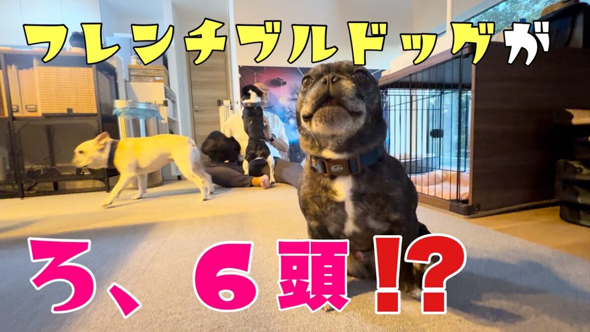 フレンチブルドックが6頭もいてどんな風にしてんの？こんな感じに過ごしてます