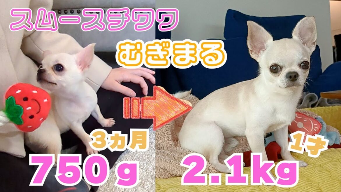 【スムースコート チワワ】祝 1歳（#8）