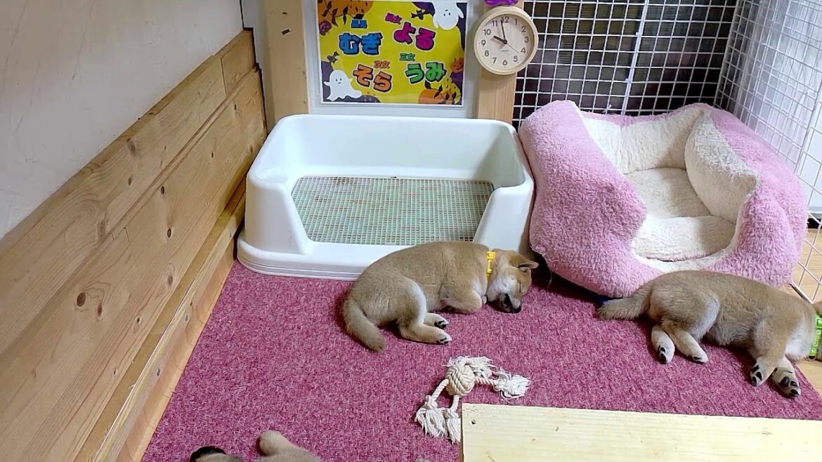 柴犬なつ！子育て生配信【生後44日】ふやかしフードの量が増えました♪
